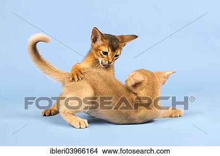 "Two Abyssinian kittens, 9 weeks, fawn and ruddy, playing with each other" View Large Photo Image Picture - "Two Abyssinian kittens, 9 weeks, fawn and ruddy, playing with each other". Fotosearch