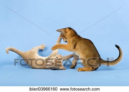 Stock Image - "Two Abyssinian kittens, 9 weeks, fawn and ruddy, playing with each other". Fotosearch