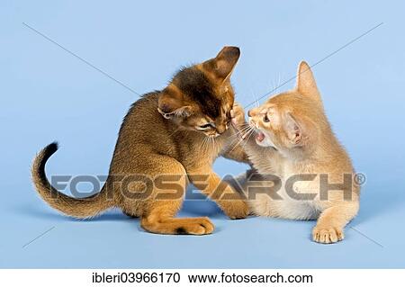 Stock Image - "Two Abyssinian kittens, 9 weeks, fawn and ruddy, playing with each other". Fotosearch
