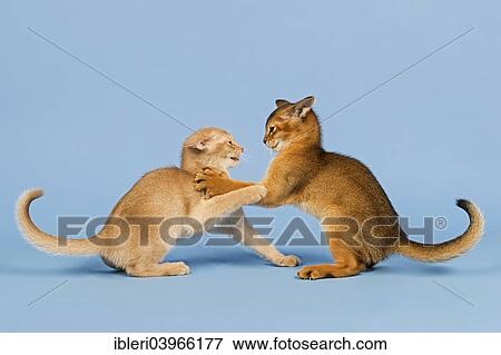 "Two Abyssinian kittens, 9 weeks, fawn and ruddy, playing with each other" View Large Photo Image Stock Photo - "Two Abyssinian kittens, 9 weeks, fawn and ruddy, playing with each other". Fotosearch