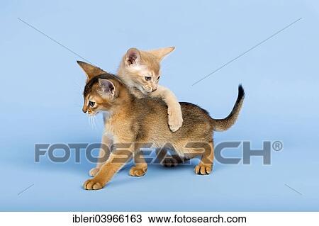 "Two Abyssinian kittens, 9 weeks, colours fawn and ruddy" View Large Photo Image Stock Image - "Two Abyssinian kittens, 9 weeks, colours fawn and ruddy". Fotosearch