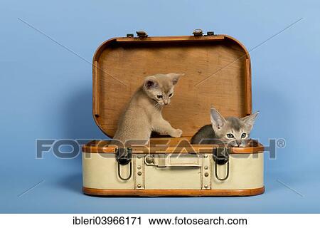 Stock Image - "Two Abyssinian kittens, 9 weeks, colours fawn and ruddy, in a suitcase". Fotosearch