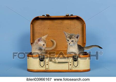 "Two Abyssinian kittens, 9 weeks, colours fawn and ruddy, in a suitcase" View Large Photo Image Stock Photo - "Two Abyssinian kittens, 9 weeks, colours fawn and ruddy, in a suitcase". Fotosearch