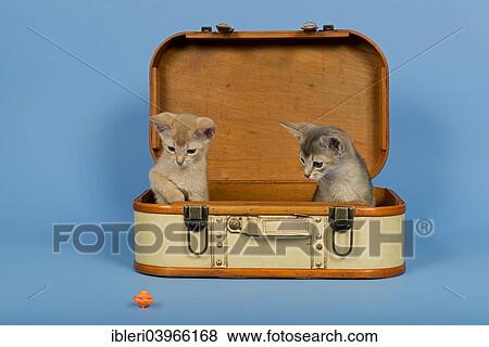 Stock Photo - "Two Abyssinian kittens, 9 weeks, colours fawn and ruddy, in a suitcase". Fotosearch