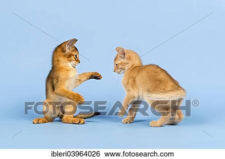 "Two Abyssinian kittens, 9 weeks, playing with each other" View Large Photo Image Stock Photograph - "Two Abyssinian kittens, 9 weeks, playing with each other". Fotosearch