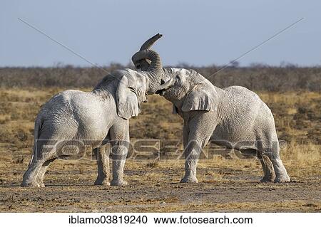 "Two African Elephant bulls (Loxodonta africana) fighting, Etosha National Park, Namibia, Africa" View Large Photo Image Stock Image - "Two African Elephant bulls (Loxodonta africana) fighting, Etosha National Park, Namibia, Africa". Fotosearch