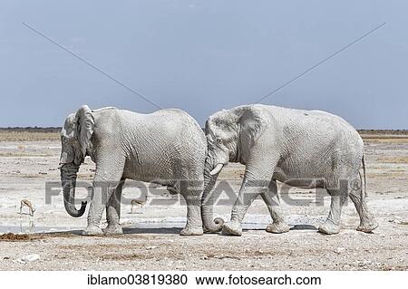 "Two African Elephant bulls (Loxodonta africana), one pushes the other, Etosha National Park, Namibia, Africa" View Large Photo Image Stock Image - "Two African Elephant bulls (Loxodonta africana), one pushes the other, Etosha National Park, Namibia, Africa". Fotosearch