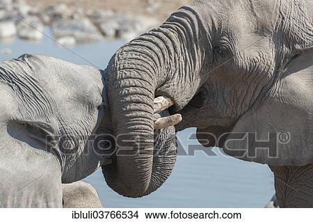 "Two African Elephants (Loxodonta africana), socialising, twisting their trunks, at Halali waterhole, Etosha National Park, Namibia, Africa" View Large Photo Image Picture - "Two African Elephants (Loxodonta africana), socialising, twisting their trunks, at Halali waterhole, Etosha National Park, Namibia, Africa". Fotosearch