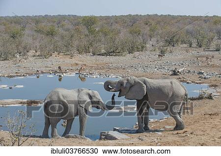 "Two African Elephants (Loxodonta africana) drinking at Halali waterhole, Etosha National Park, Namibia, Africa" View Large Photo Image Stock Image - "Two African Elephants (Loxodonta africana) drinking at Halali waterhole, Etosha National Park, Namibia, Africa". Fotosearch