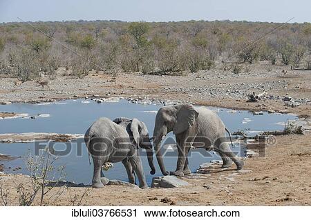 "Two African Elephants (Loxodonta africana) pushing against each other, at Halali waterhole, Etosha National Park, Namibia, Africa" View Large Photo Image Stock Image - "Two African Elephants (Loxodonta africana) pushing against each other, at Halali waterhole, Etosha National Park, Namibia, Africa". Fotosearch