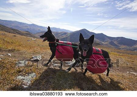 Stock Image - "Two Alaskan Huskies as pack dogs, with back packs, Tombstone Mountains Territorial Park, Yukon Territory, Canada, North America". Fotosearch