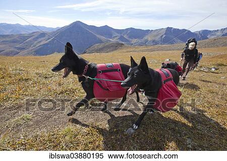 "Two Alaskan Huskies as pack dogs, with back packs, Tombstone Mountains Territorial Park, Yukon Territory, Canada, North America" View Large Photo Image Stock Photography - "Two Alaskan Huskies as pack dogs, with back packs, Tombstone Mountains Territorial Park, Yukon Territory, Canada, North America". Fotosearch