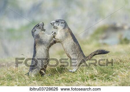"Two Alpine Marmots (Marmota marmota), Salzburg State, Austria, Europe" View Large Photo Image Stock Photograph - "Two Alpine Marmots (Marmota marmota), Salzburg State, Austria, Europe". Fotosearch