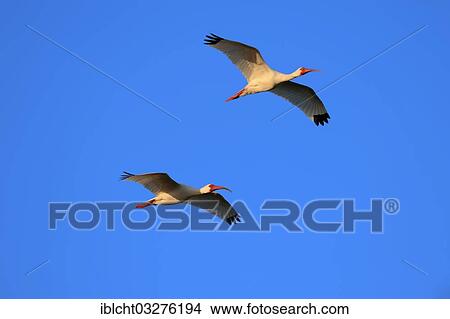 "Two American White Ibis (Eudocimus albus) in flight, Sanibel Island, Florida, United States, North America" View Large Photo Image Picture - "Two American White Ibis (Eudocimus albus) in flight, Sanibel Island, Florida, United States, North America". Fotosearch
