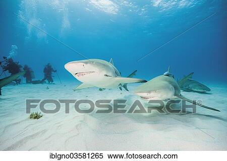 "Two Atlantic Lemon Sharks (Negaprion brevirostris), Bahamas, North America" View Large Photo Image Stock Photography - "Two Atlantic Lemon Sharks (Negaprion brevirostris), Bahamas, North America". Fotosearch