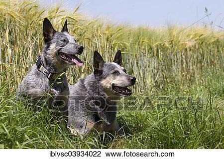 "Two Australian Cattle Dogs next to a field, Germany, Europe" View Large Photo Image Stock Image - "Two Australian Cattle Dogs next to a field, Germany, Europe". Fotosearch