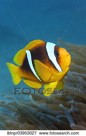 "Two-banded Anemonefish or Red Sea Clownfish (Amphiprion bicinctus) in front of an Anemone, Makadi Bay, Red Sea, Hurghada, Egypt, Africa" View Large Photo Image Stock Photo - "Two-banded Anemonefish or Red Sea Clownfish (Amphiprion bicinctus) in front of an Anemone, Makadi Bay, Red Sea, Hurghada, Egypt, Africa". Fotosearch