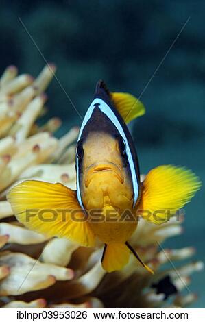 "Two-banded Anemonefish or Red Sea Clownfish (Amphiprion bicinctus) in front of an Anemone, Makadi Bay, Red Sea, Hurghada, Egypt, Africa" View Large Photo Image Stock Photograph - "Two-banded Anemonefish or Red Sea Clownfish (Amphiprion bicinctus) in front of an Anemone, Makadi Bay, Red Sea, Hurghada, Egypt, Africa". Fotosearch