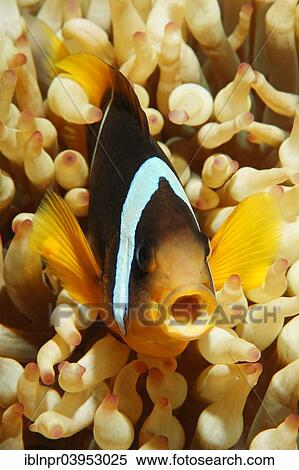 "Two-banded Anemonefish or Red Sea Clownfish (Amphiprion bicinctus) with an open mouth in front of an Anemone, Makadi Bay, Red Sea, Hurghada, Egypt, Africa" View Large Photo Image Stock Photography - "Two-banded Anemonefish or Red Sea Clownfish (Amphiprion bicinctus) with an open mouth in front of an Anemone, Makadi Bay, Red Sea, Hurghada, Egypt, Africa". Fotosearch