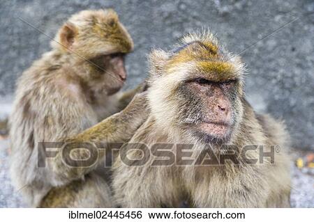 "Two Barbary macaques, Barbary apes or rock apes (Macaca sylvanus), Upper Rock Nature Reserve, Rock of Gibraltar, Gibraltar, Europe" View Large Photo Image Stock Photograph - "Two Barbary macaques, Barbary apes or rock apes (Macaca sylvanus), Upper Rock Nature Reserve, Rock of Gibraltar, Gibraltar, Europe". Fotosearch