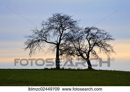 Stock Photo - "Two bare tree silhouettes against the evening sky, Karsberg, Upper Franconia, Bavaria, Germany, Europe". Fotosearch