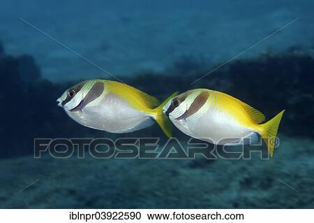 "Two Barhead Spinefoots (Siganus virgatus), Sabang Beach, Puerto Galera, Mindoro, Philippines, Asia" View Large Photo Image Stock Image - "Two Barhead Spinefoots (Siganus virgatus), Sabang Beach, Puerto Galera, Mindoro, Philippines, Asia". Fotosearch