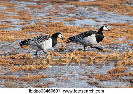 "Two Barnacle Geese (Branta leucopsis), Spitsbergen Island, Svalbard Archipelago, Svalbard and Jan Mayen, Norway, Europe" View Large Photo Image Stock Photo - "Two Barnacle Geese (Branta leucopsis), Spitsbergen Island, Svalbard Archipelago, Svalbard and Jan Mayen, Norway, Europe". Fotosearch