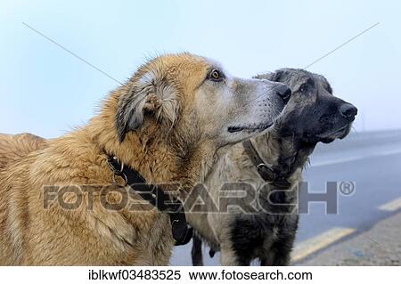 Two Berger Chiens De Les Portugais Race Cao Da Serra Da Estrela Ou Serra Chiens Serra De Estrela Centro Région Portugal Europe