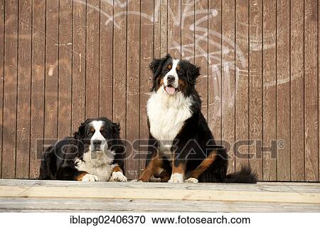 "Two Bernese Mountain Dogs, sitting and lying in front of a wooden wall" View Large Photo Image Stock Image - "Two Bernese Mountain Dogs, sitting and lying in front of a wooden wall". Fotosearch