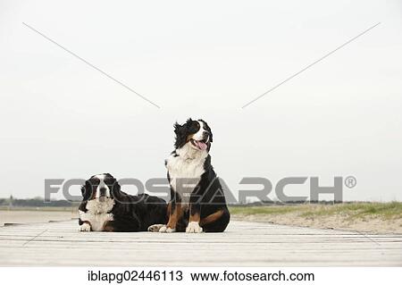 Stock Image - Two Bernese Mountain Dogs sitting on a jetty. Fotosearch