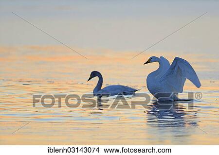 "Two Bewick's Swans or Tundra Swans (Cygnus bewickii) in water, Haren, Emsland, Lower Saxony, Germany, Europe" View Large Photo Image Picture - "Two Bewick's Swans or Tundra Swans (Cygnus bewickii) in water, Haren, Emsland, Lower Saxony, Germany, Europe". Fotosearch