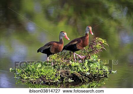 "Two Black-bellied Whistling Ducks (Dendrocygna autumnalis), adult, Wakodahatchee Wetlands, Delray Beach, Florida, United States, North America" View Large Photo Image Stock Photo - "Two Black-bellied Whistling Ducks (Dendrocygna autumnalis), adult, Wakodahatchee Wetlands, Delray Beach, Florida, United States, North America". Fotosearch