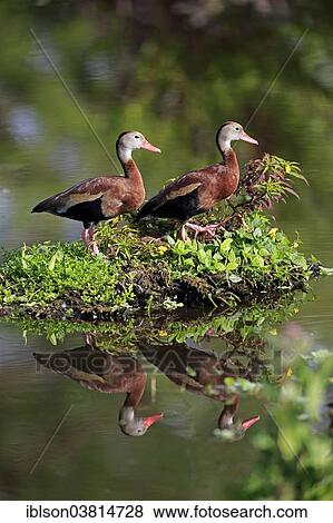 "Two Black-bellied Whistling Ducks (Dendrocygna autumnalis), adult, Wakodahatchee Wetlands, Delray Beach, Florida, United States, North America" View Large Photo Image Stock Photo - "Two Black-bellied Whistling Ducks (Dendrocygna autumnalis), adult, Wakodahatchee Wetlands, Delray Beach, Florida, United States, North America". Fotosearch