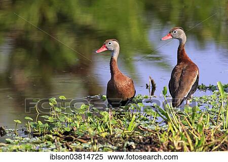 "Two Black-bellied Whistling Ducks (Dendrocygna autumnalis), adult, Wakodahatchee Wetlands, Delray Beach, Florida, United States, North America" View Large Photo Image Stock Photography - "Two Black-bellied Whistling Ducks (Dendrocygna autumnalis), adult, Wakodahatchee Wetlands, Delray Beach, Florida, United States, North America". Fotosearch