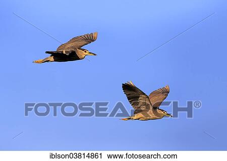"Two Black-crowned Night Herons (Nycticorax nycticorax), adult, flying, Venice Rookery, Venice, Florida, United States, North America" View Large Photo Image Stock Image - "Two Black-crowned Night Herons (Nycticorax nycticorax), adult, flying, Venice Rookery, Venice, Florida, United States, North America". Fotosearch