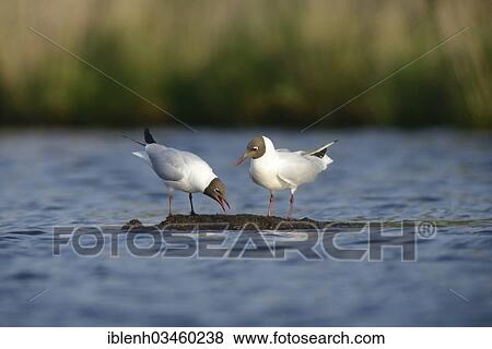 "Two Black-headed Gulls (Larus ridibundus), Bargerveen, Zwartemeer, Drenthe Province, The Netherlands, Europe" View Large Photo Image Stock Photo - "Two Black-headed Gulls (Larus ridibundus), Bargerveen, Zwartemeer, Drenthe Province, The Netherlands, Europe". Fotosearch