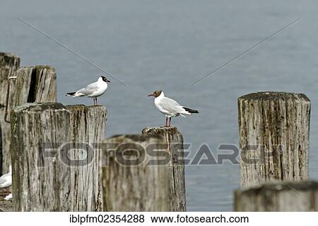 Stock Photo - "Two Black-headed gulls (Larus ridibundus) on wood pylons, lake Chiemsee, Upper Bavaria, Germany, Europe". Fotosearch