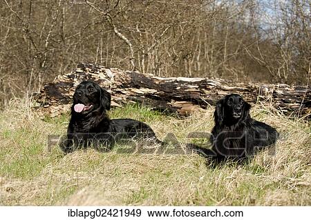 Two black Hovawarts, lying View Large Photo Image Stock Photo - Two black Hovawarts, lying. Fotosearch