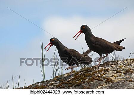 "Two Black Oystercatchers (Haematopus bachmani) do a dance, Prince William Sound, Alaska, United States, North America" View Large Photo Image Stock Photo - "Two Black Oystercatchers (Haematopus bachmani) do a dance, Prince William Sound, Alaska, United States, North America". Fotosearch
