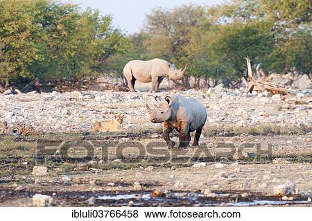 "Two Black Rhinoceros (Diceros bicornis) and a Lioness (Panthera leo) watching, Rietfontein waterhole, Etosha National Park, Namibia, Africa" View Large Photo Image Stock Photo - "Two Black Rhinoceros (Diceros bicornis) and a Lioness (Panthera leo) watching, Rietfontein waterhole, Etosha National Park, Namibia, Africa". Fotosearch