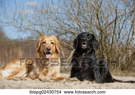 Picture - "Two blond and black Hovawarts, lying". Fotosearch