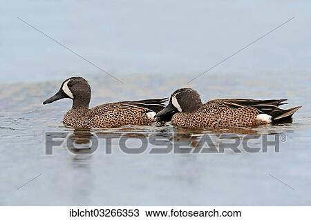 "Two Blue-winged Teals (Anas discors), drakes, Florida, United States, North America" View Large Photo Image Stock Image - "Two Blue-winged Teals (Anas discors), drakes, Florida, United States, North America". Fotosearch