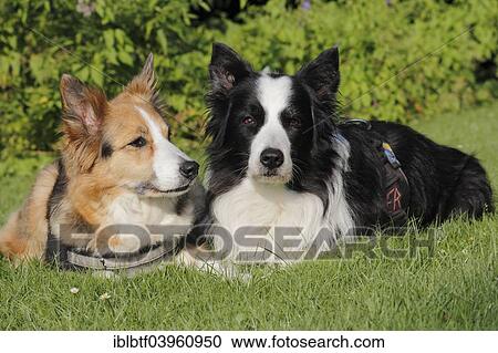 Stock Image - Two Border Collies lying next to each other in the grass. Fotosearch
