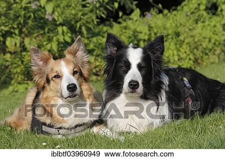 Stock Photo - Two Border Collies lying next to each other in the grass. Fotosearch
