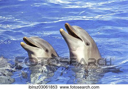 Stock Image - "Two Bottlenose Dolphins (Tursiops truncatus) during a dolphin show at Oceanografico, Valencia, Province of Valencia, Spain, Europe". Fotosearch