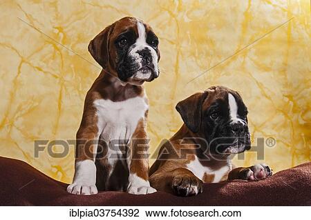 "Two Boxer dogs, puppies" View Large Photo Image Stock Image - "Two Boxer dogs, puppies". Fotosearch