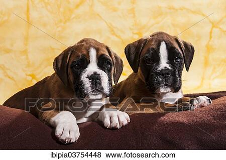 "Two Boxer dogs, puppies" View Large Photo Image Stock Photo - "Two Boxer dogs, puppies". Fotosearch