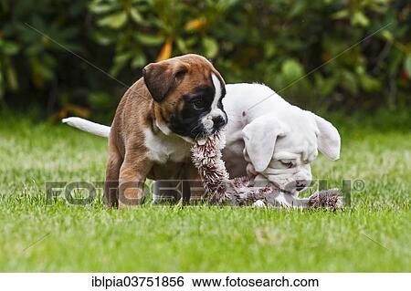 Two Boxer puppies at play View Large Photo Image Stock Photograph - Two Boxer puppies at play. Fotosearch