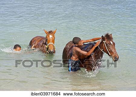 "Two boys bathing horses, Cap Estate, Gros-Islet, Saint Lucia, North America" View Large Photo Image Picture - "Two boys bathing horses, Cap Estate, Gros-Islet, Saint Lucia, North America". Fotosearch