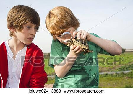 Two boys examining a turtle with a magnifying glass View Large Photo Image Stock Image - Two boys examining a turtle with a magnifying glass. Fotosearch